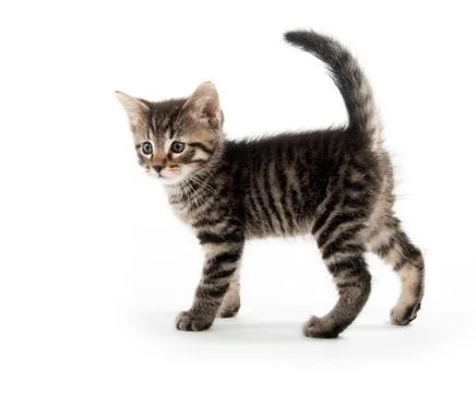 Tabby cat on white background Fotos Stock