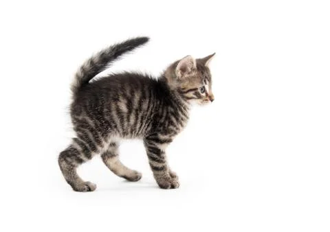 Tabby cat on white background Stock-Fotos