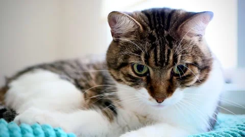 Tabby cat with white chest Stock Footage 158942752