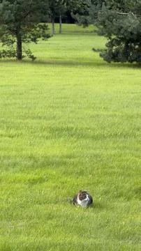 Tabby cat with white chest sitting on a vibrant green lawn. Sunny summer park 库存照片