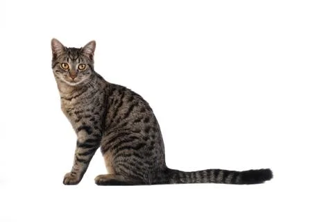 Tabby cat on white Stock Photos