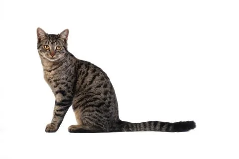 Tabby Cat on White Stock Photos