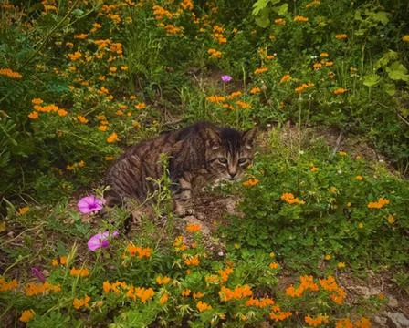 Tabby cat in the wild Stock Photos