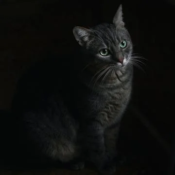 Tabby cat on the windowsill Stock Photos