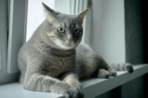 Tabby cat on the windowsill Stock Photos