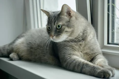Tabby cat on the windowsill Stock Photos