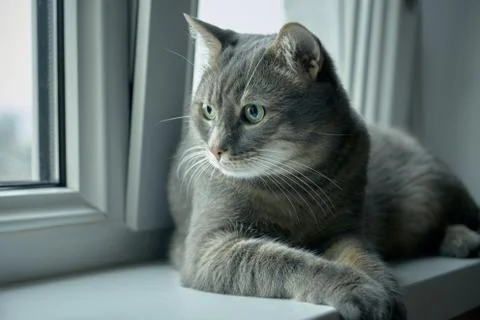 Tabby cat on the windowsill Stock Photos