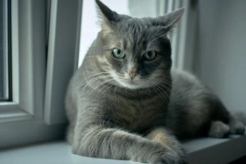 Tabby cat on the windowsill Stock Photos