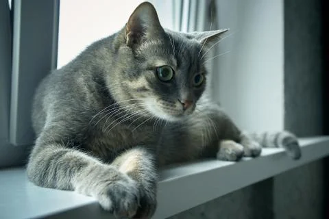 Tabby cat on the windowsill Stock Photos