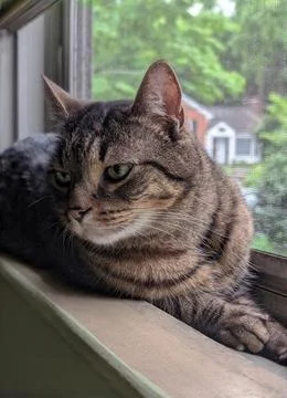 Tabby Cat on a Windowsill Fotos de archivo