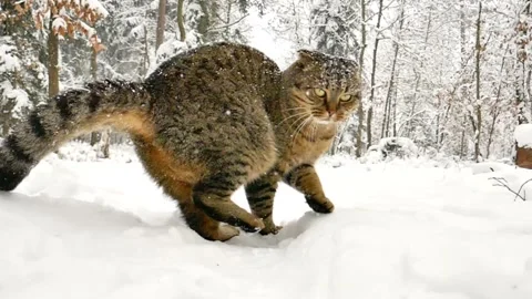 Tabby cat in the winter forest under slowly falling snow. Stock Footage 286351276