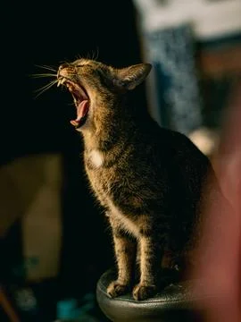 Tabby Cat Yawning Wide with Sharp Fangs and Tongue Visible, Dramatic Warm L.. Stock Photos