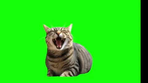 Tabby cat yawning wide while lying down against a bright green screen chroma Stock Footage 346040431