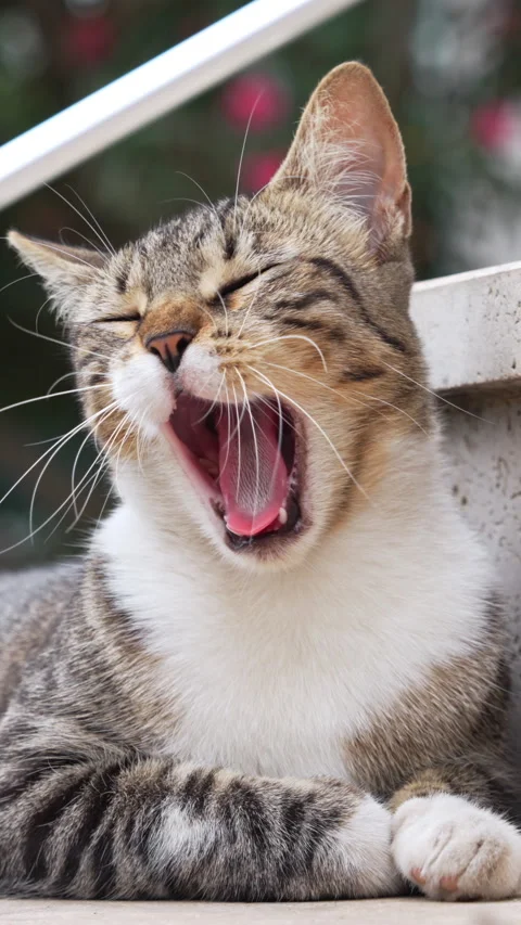 Tabby cat yawning widely while resting outdoors Stock-Footage 345659646