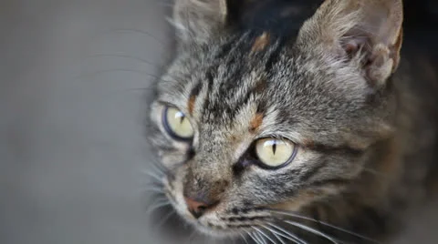 Tabby cat's eyes Stock Footage 22556261