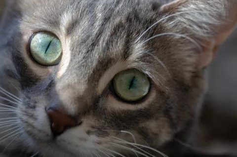 Tabby cat's face Stock Photos