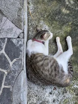 Tabby cats Stock Photos