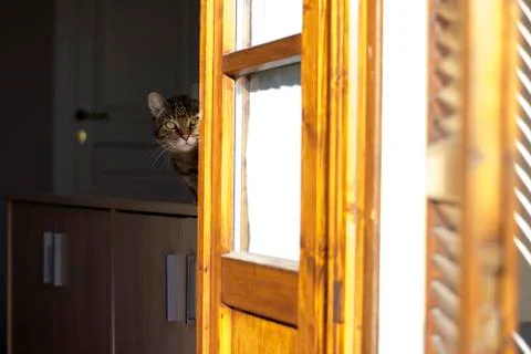 Tabby check from the windows Stock Photos