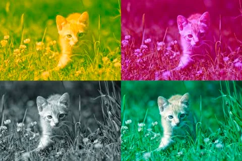 Tabby Collage Stock Photos
