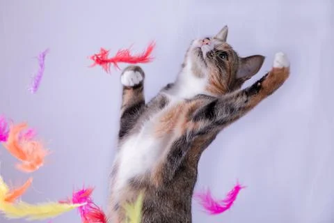 A tabby colored cat is posing as a dancer, surrounded by colorful feathers Foto stock