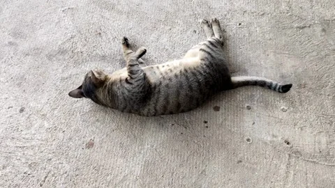 Tabby cute cat lying down and turning over on the concrete Vídeo Stock 333721415