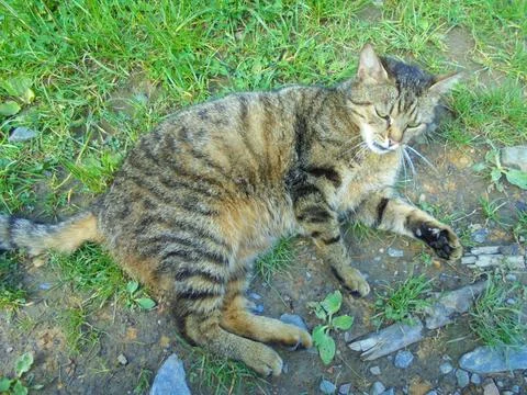 Tabby domestic cat lying on grass and soil at meadow edge, top view Stock Photos