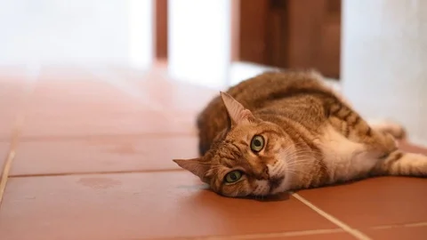 Tabby fat cat lying Stock Footage 99809083