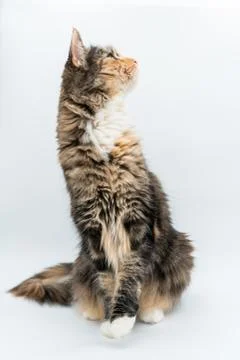 Tabby fluffy cat looking to the side sitting on white background Stock Photos