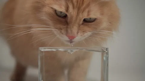 Tabby ginger cat drinking water from a transparent bowl in slow motion Stock Footage 154501523