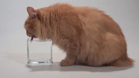 Tabby ginger cat drinking water from a transparent bowl in slow motion Stock Footage 154501639
