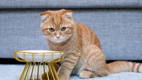 A tabby ginger cat eats from a white plate against gray sofa. Stock Footage 341662259