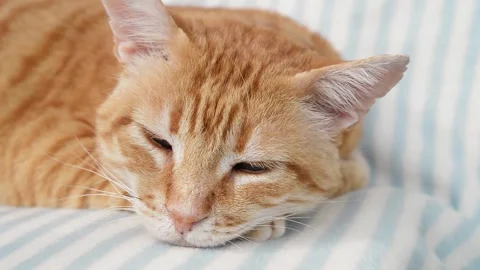 Tabby ginger cat falls asleep during the day. Stock Footage 170383798