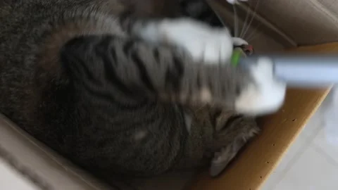 Tabby ginger cat playing in cardboard box Stock Footage 188657448