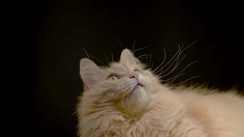 A tabby ginger cat sits on a black studio background, playfully flaunting its Stock Footage 251118294