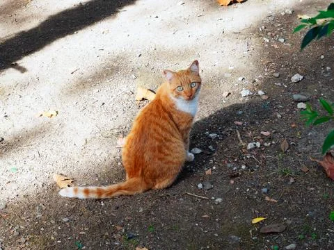 Tabby ginger cat with white breasts sits on the ground in the yard Stock Photos