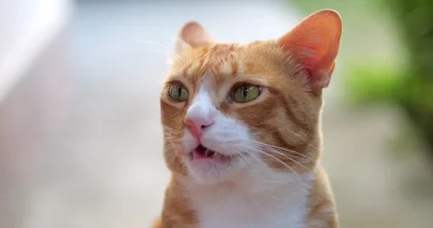 Tabby ginger fluffy cat with big green eyes, looking at the camera, licking his Stock Footage 219663018