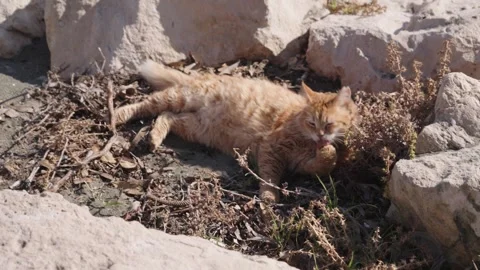 A tabby ginger stray cat lies relaxed among the rocks on the seashore. Stock Footage 301230866