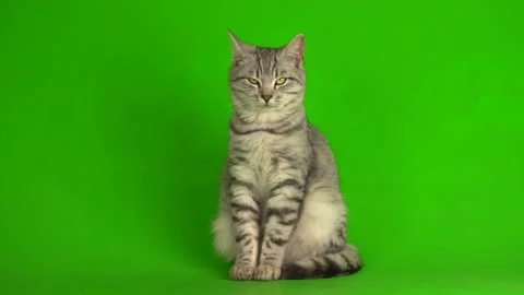 Tabby gray cat kitten playing green screen background. Vidéo 141813973
