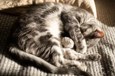 Tabby gray cat lying on a bed in the rays of the sun and sleeping covering it Stock Photos