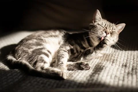 Tabby gray cat lying on the bed in the sun and washing her face. Love for pets Stock Photos