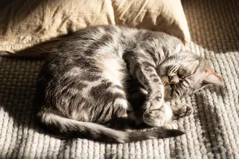 Tabby gray cat lying on the bed in the rays of the sun and sleeping. Recreati Stock Photos