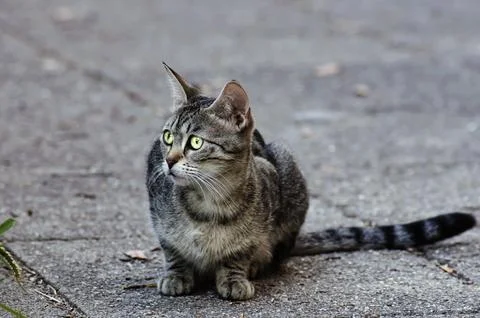 Tabby Gray Cat Stock Photos