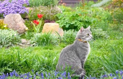 Tabby the gray cat sits in the grass on spring flowers in the garden Stock Photos