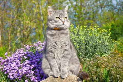 Tabby gray cat sitting on a stone near spring flowers in the garden. Stock Photos