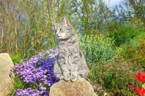 Tabby gray cat sitting on a stone near spring flowers in the garden. Stock Photos