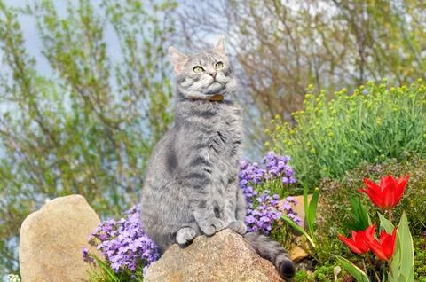 Tabby gray cat sitting on a stone near spring flowers in the garden Stock Photos