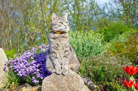 Tabby gray cat sitting on a stone near spring flowers in the garden. Stock Photos