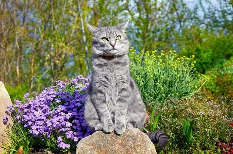 Tabby gray cat sitting on a stone near spring flowers in the garden.  Pets .. Stock Photos