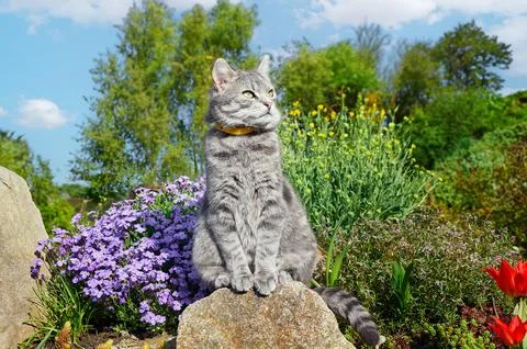 Tabby gray cat sitting on a stone near spring flowers in the garden.  Pets .. Stock Photos