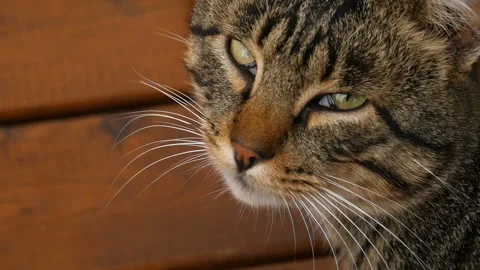 Tabby gray cat turns its head and opens its eyes Stock Footage 146179711